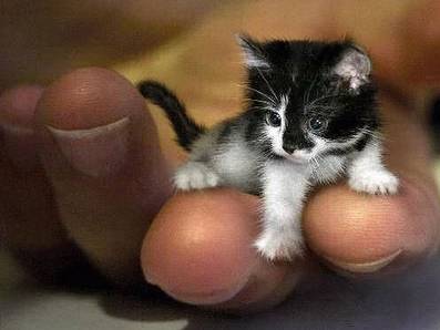 A CHACUN SON CHAT